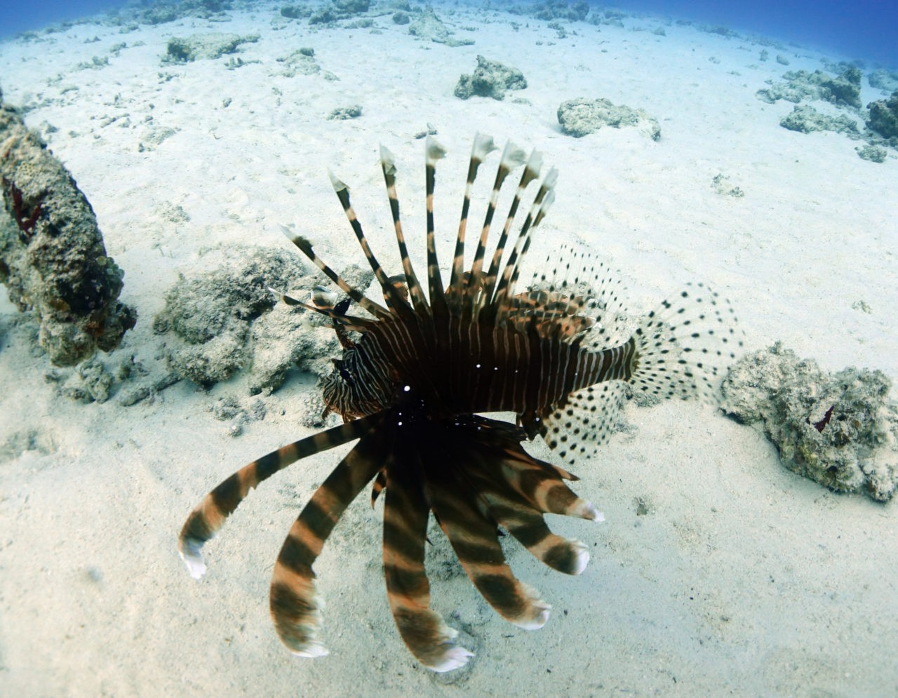 海の教室 彡 危険生物によるケガと手当 サカナの棘の刺傷 沖縄ダイビングショップ アイランドメッセージ